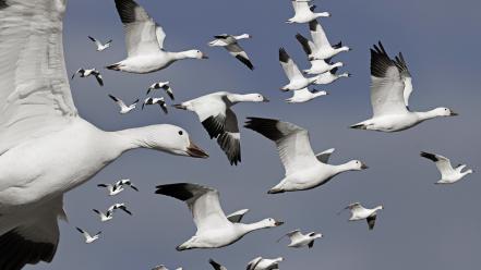 Flock flight geese birds wallpaper
