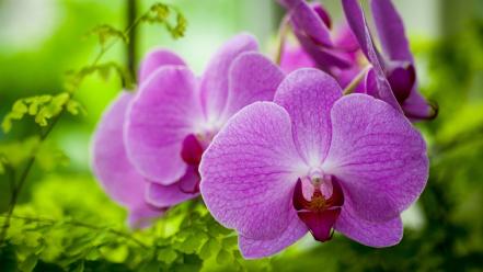 Flowers orchids wallpaper