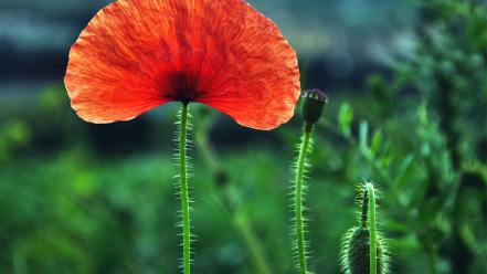 Flowers plants red poppies wallpaper