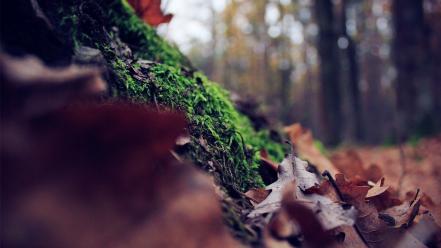 Forest leaves moss ground focused wallpaper