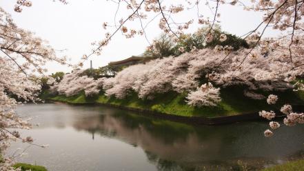 Japan landscapes nature cherry blossoms reflections wallpaper