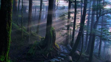 Landscapes nature forests pathway mystical dawning wallpaper