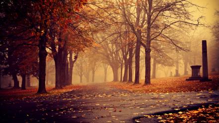 Landscapes nature trees leaves mist autumn wallpaper
