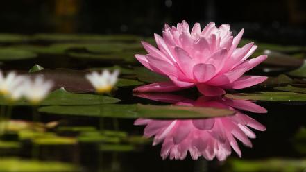 Lily pads water lilies reflections pink flowers wallpaper
