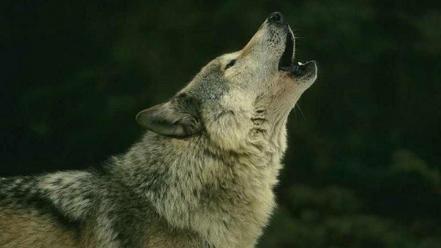 Nature animals wolfenstein wolves wallpaper