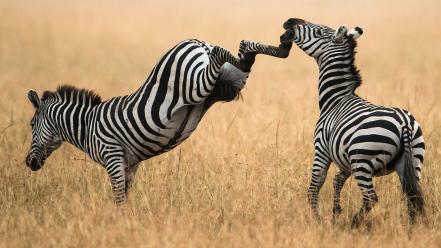 Nature animals zebras facepunch kicking wallpaper