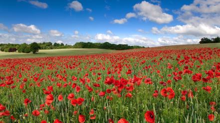 Plants united kingdom hdr photography red poppies wallpaper