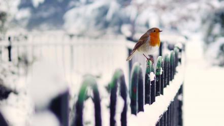 Snow fences birds bokeh robins wallpaper