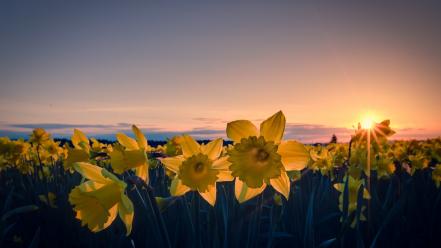 Sun flowers fields daffodils yellow wallpaper