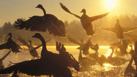 Sunrise birds silhouette canada sunlight water drops geese wallpaper