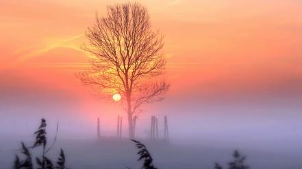 Trees dawn fog wallpaper