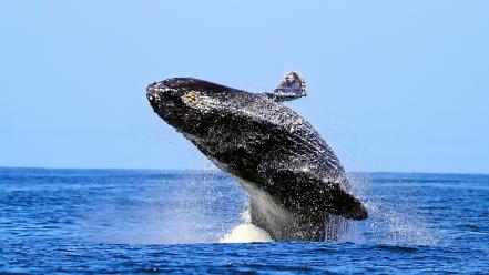 Whales seascapes wallpaper