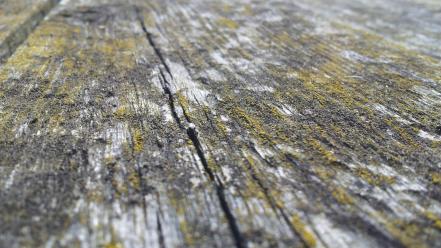 Wood moss texture wallpaper