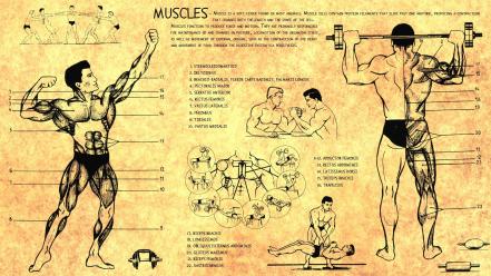 Anatomy human muscles bodybuilding scheme training body health wallpaper