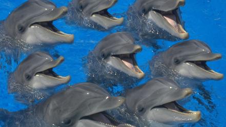 Animals dolphins wallpaper