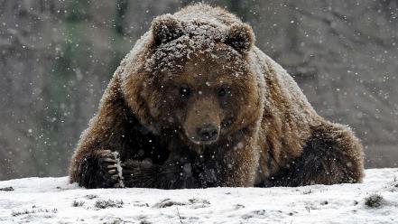Animals grizzly bears snowing wallpaper
