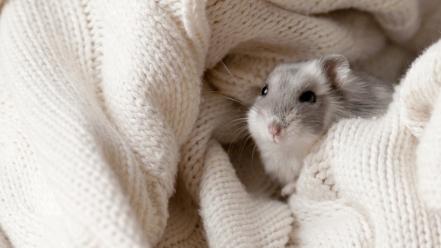 Animals hamsters dwarf wallpaper