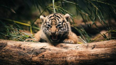 Animals tigers cubs baby wallpaper
