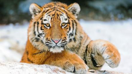 Animals tigers feline wallpaper