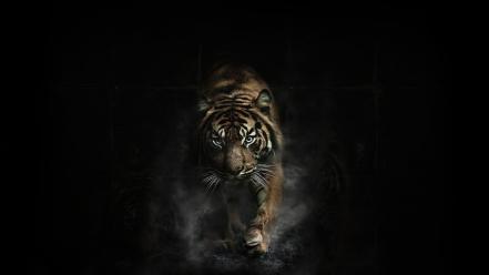Animals tigers smoke dangerous wallpaper