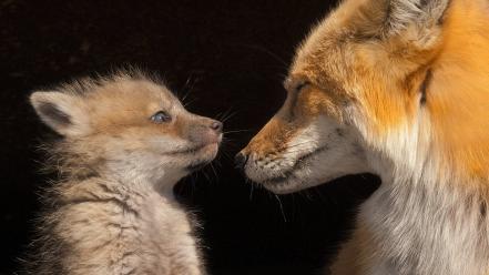 Baby animals mother foxes wallpaper