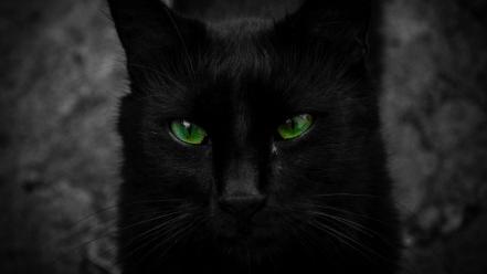 Cats animals black cat green eyes wallpaper