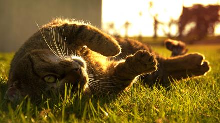 Cats animals grass outdoors wallpaper