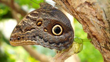 Close-up nature insects butterflies wallpaper