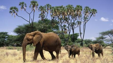 Family animals elephants savannah 007 wallpaper