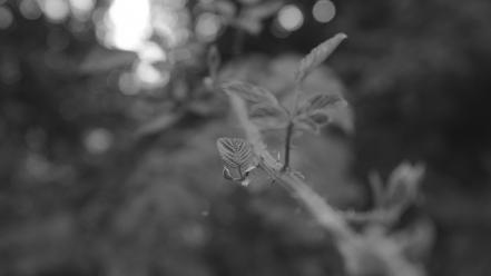 Green black and white forests leaves plants bokeh wallpaper