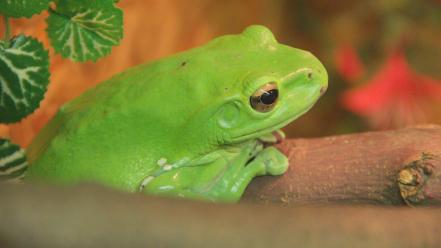 Green frogs wallpaper