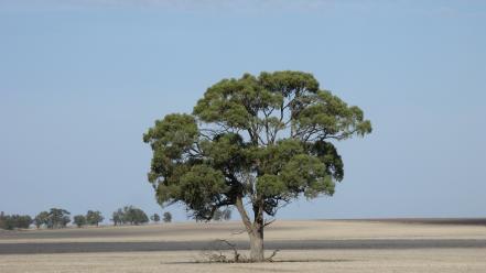 Land farmland farm country field lone tree wallpaper