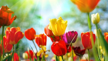 Multicolor flowers tulips wallpaper
