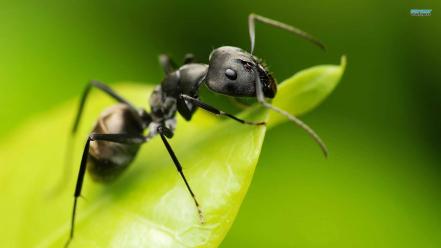 Nature animals ant wallpaper