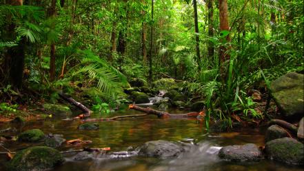 Nature forests streams wallpaper