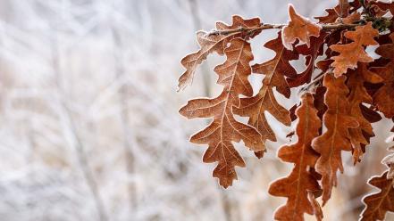 Nature winter leaves wallpaper