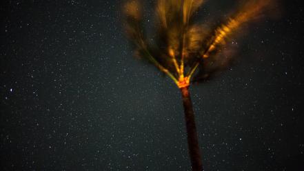 Stars palm trees night sky wallpaper