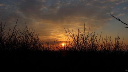 Sunrise sun forest morning skies wallpaper