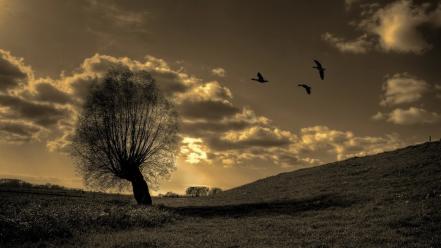 Trees birds fields lonely wallpaper