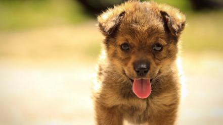 Animals dogs pets puppies summer wallpaper