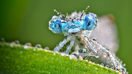 Animals insects macro dragonflies wallpaper