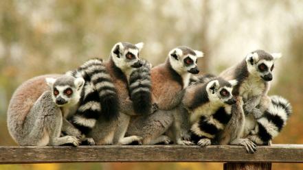 Animals lemurs wallpaper