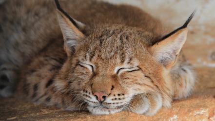 Animals lynx sleeping feline wallpaper