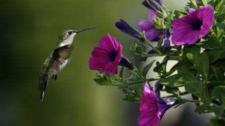 Flowers birds hummingbirds purple wallpaper