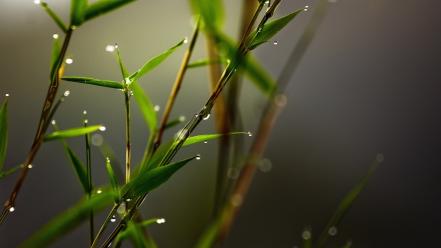 Green close-up nature macro dew blurred wallpaper