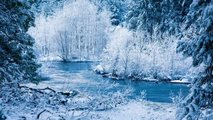Ice winter snow rivers bushes branches wallpaper