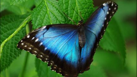 Insects butterflies wallpaper