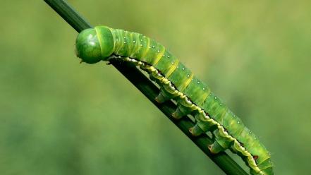 Insects caterpillars wallpaper