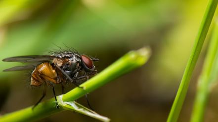 Insects fly macro flies wallpaper
