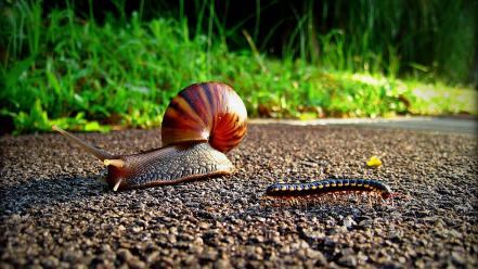 Insects snails wallpaper